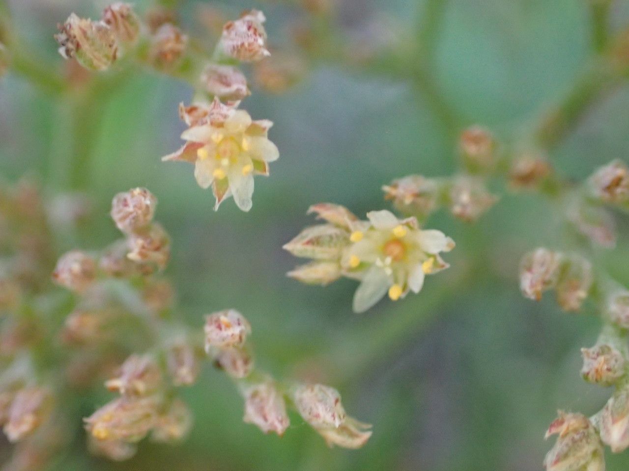 Polycarpaea smithii flower