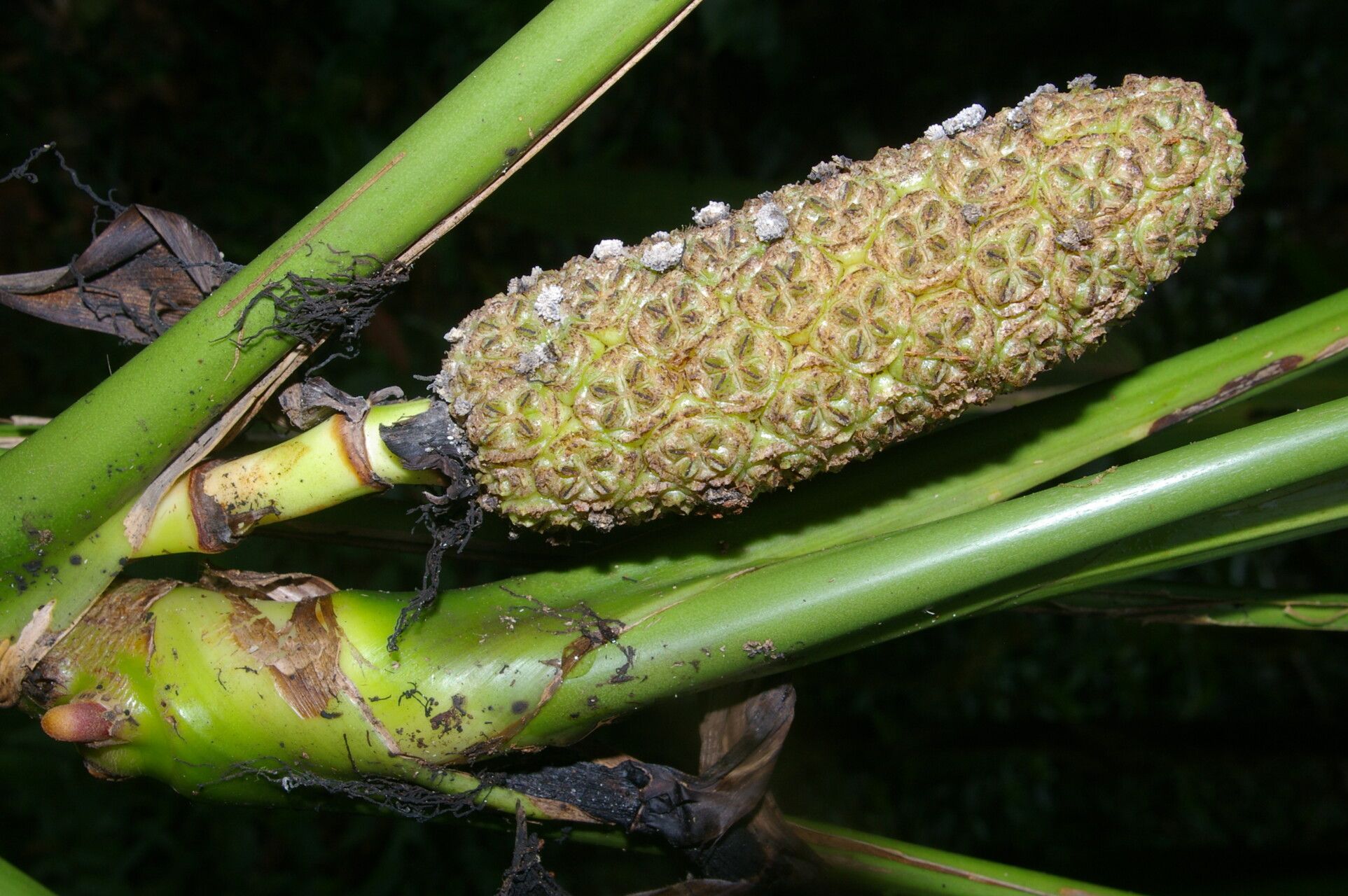 Asplundia stenophylla fruit