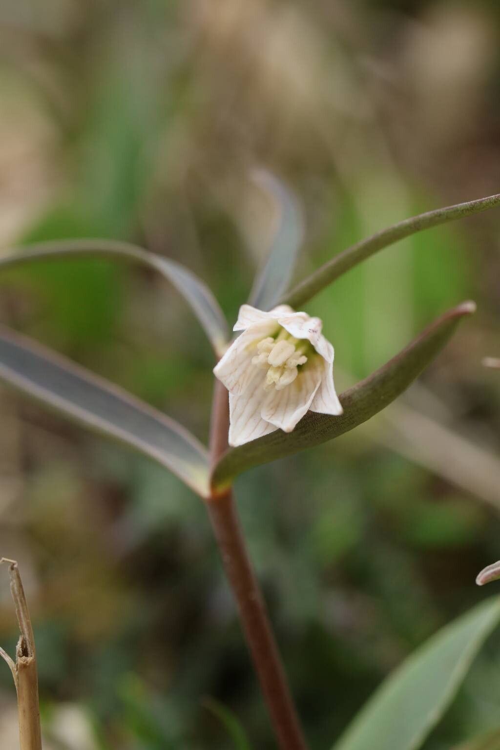 Fritillaria amabilis flower