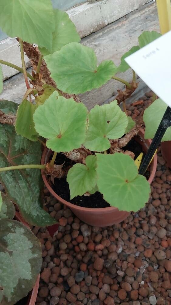 Begonia plebeja — houseplant care guide