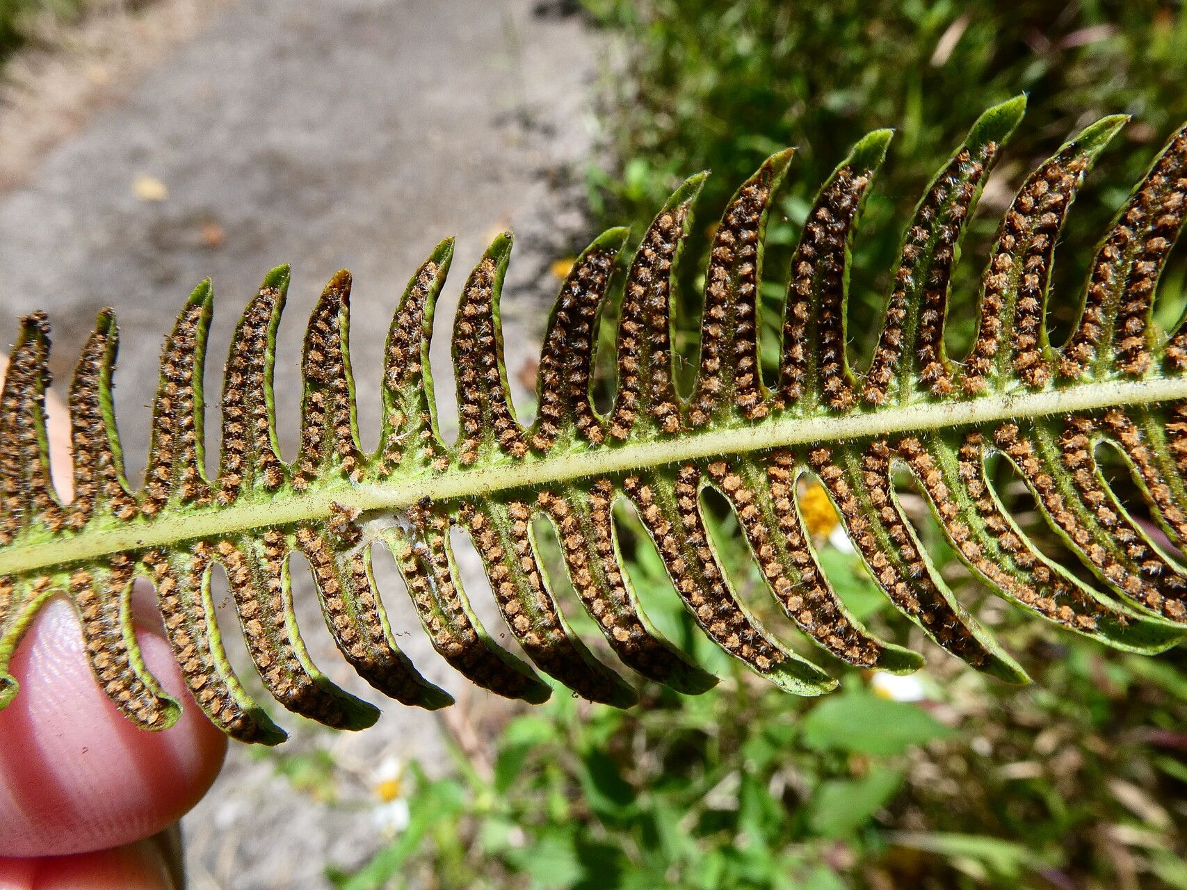 Thelypteris patens other