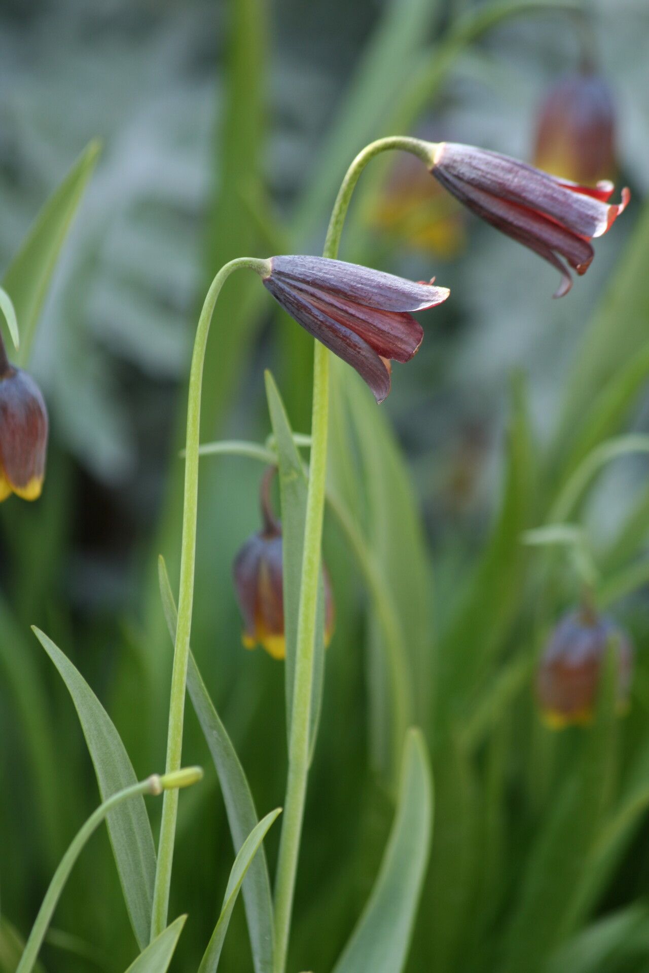 Fritillaria caucasica flower