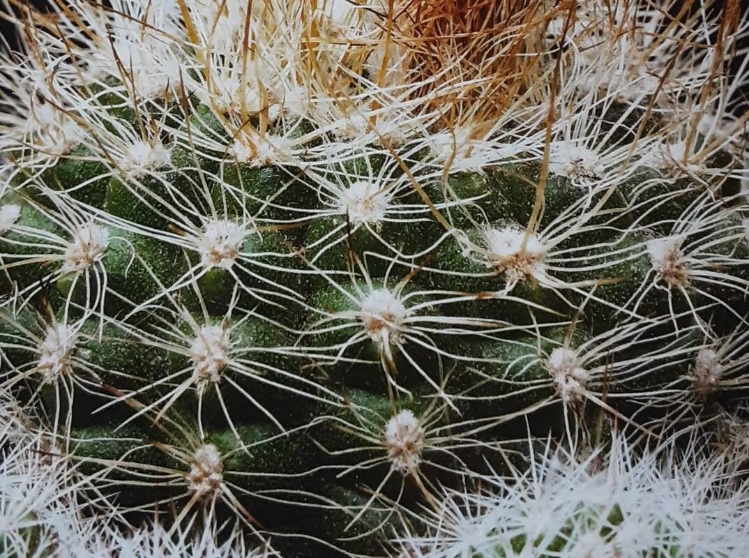 Parodia formosa — houseplant care guide