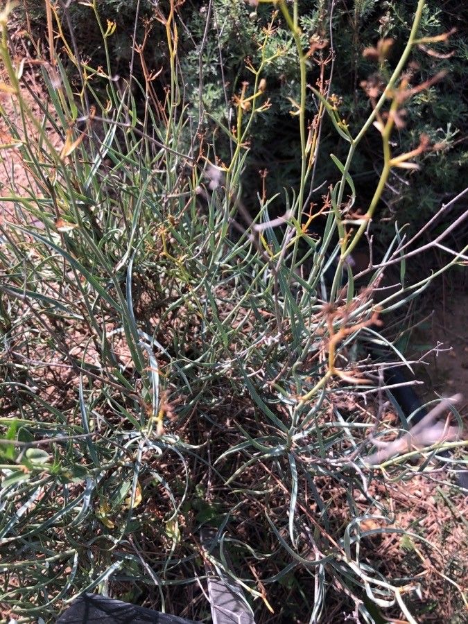 Bupleurum fruticescens leaf