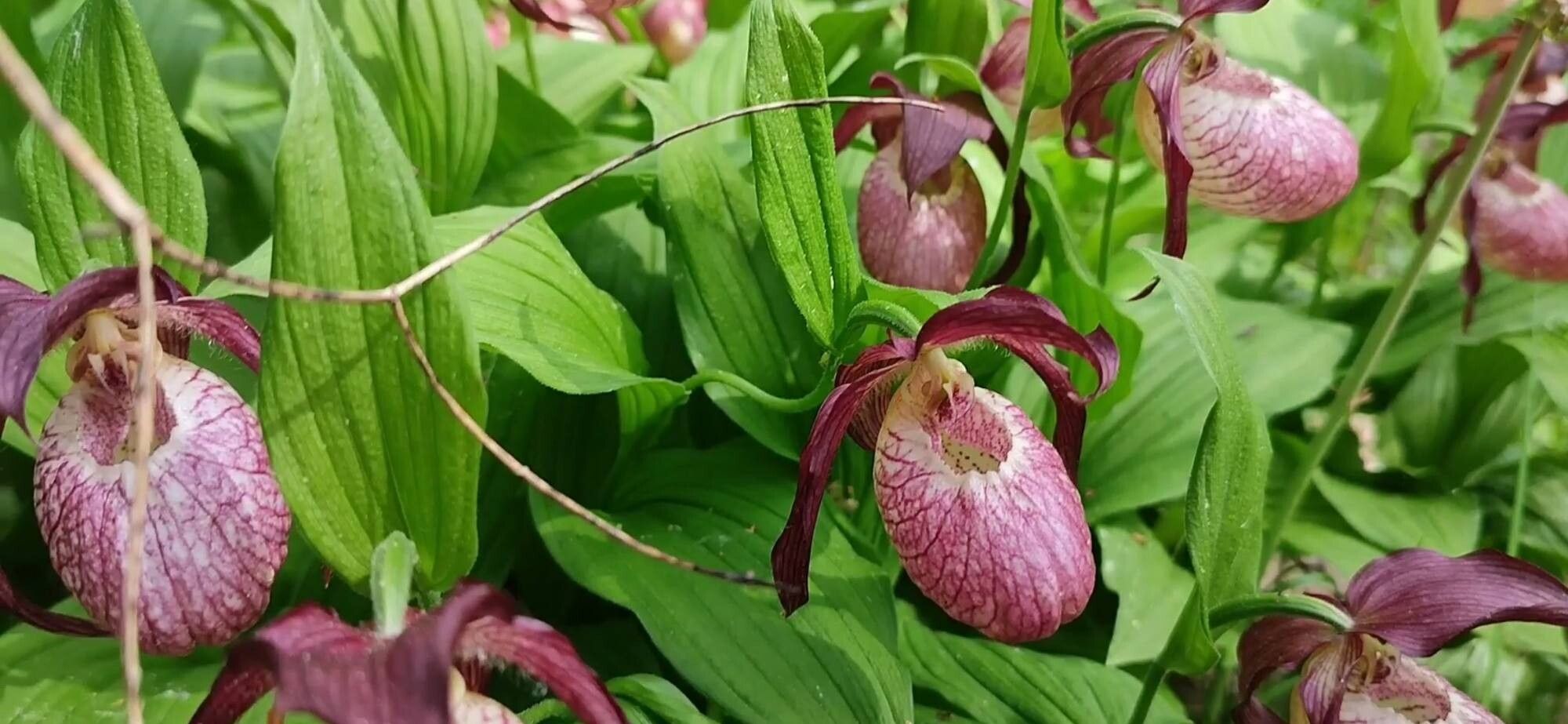 Cypripedium × ventricosum — search result for 'Cypripedium'
