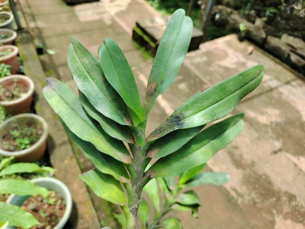 Cyrtorchis chailluana leaf