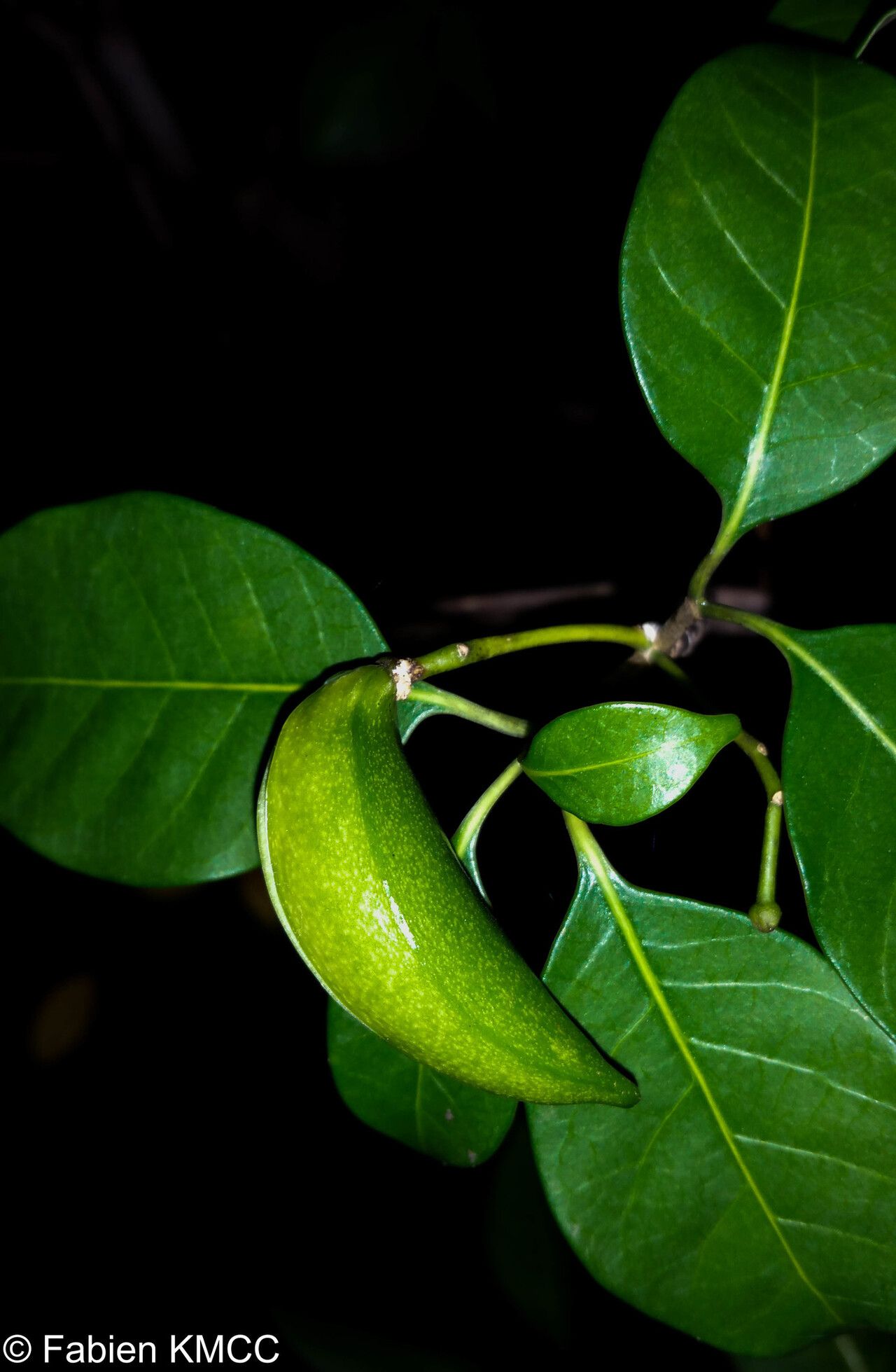 Tabernaemontana calcarea fruit