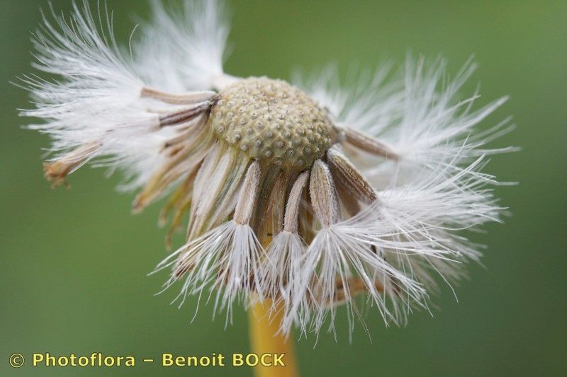 Senecio lopezii fruit