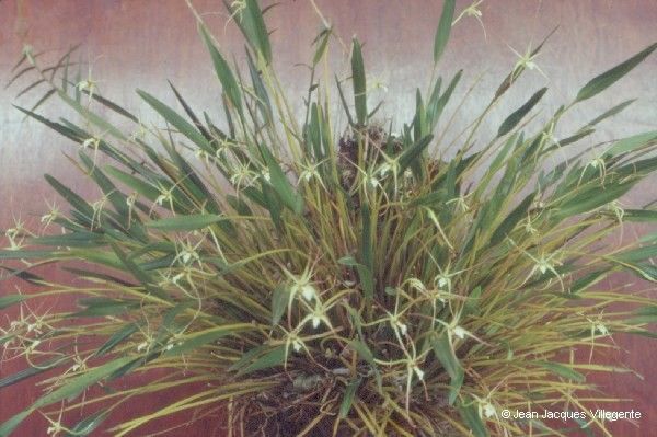 Dendrobium ou-hinnae habit