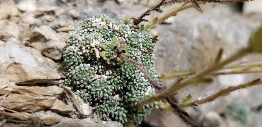 Saxifraga diapensioides leaf