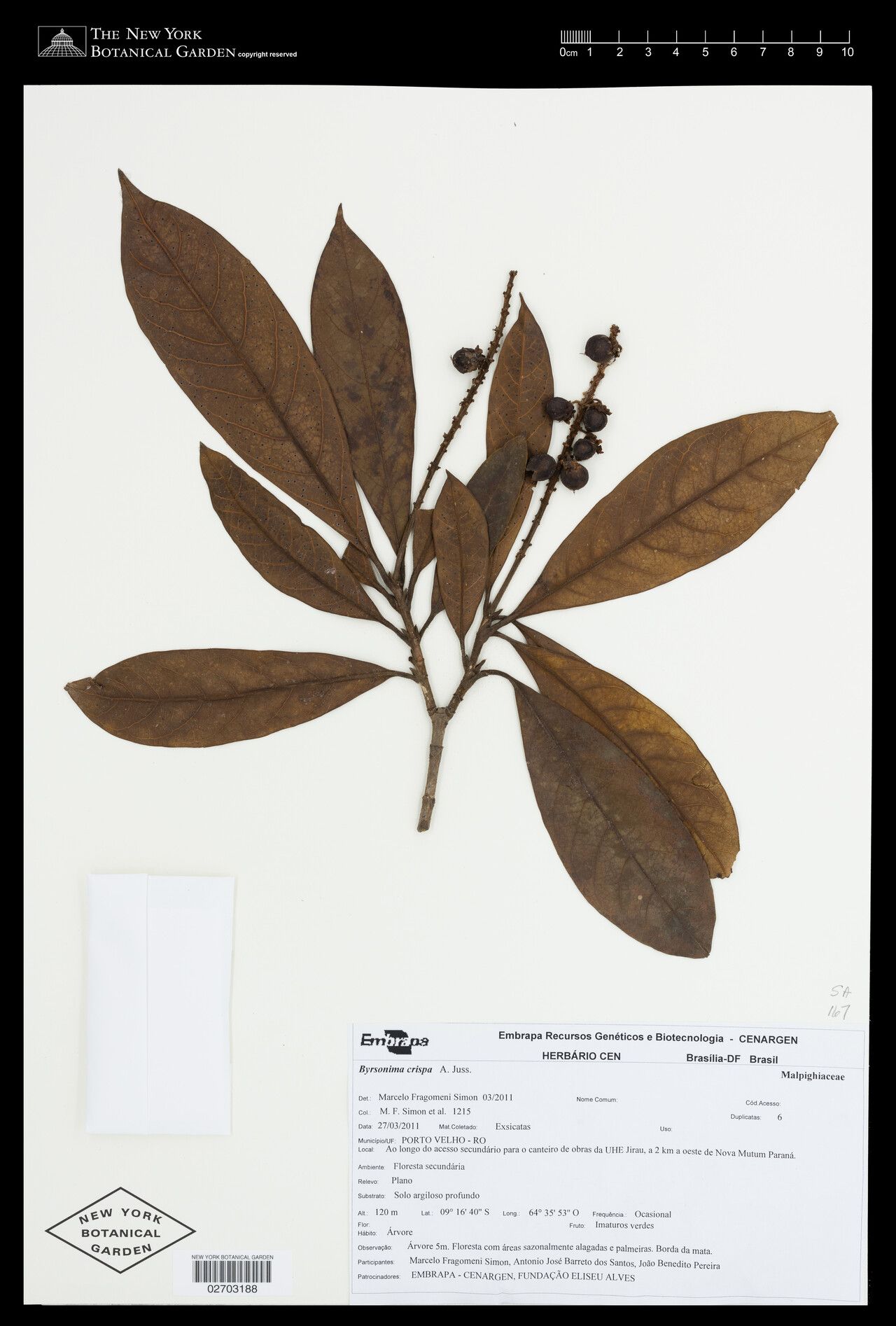 Byrsonima crispa fruit