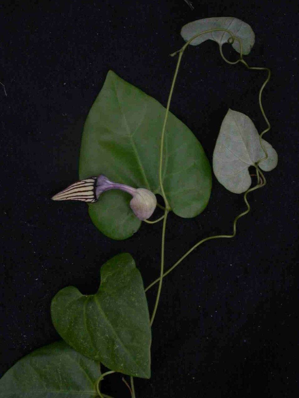 Aristolochia cordigera leaf