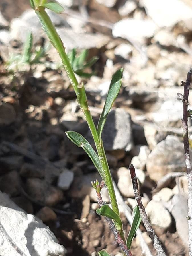 Linum campanulatum leaf