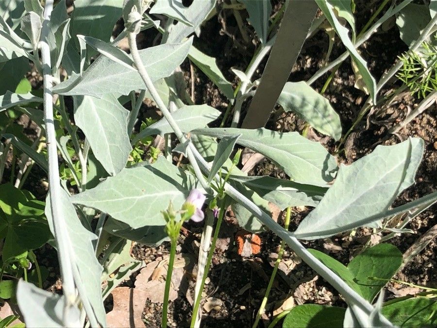 Andryala ragusina — houseplant care guide