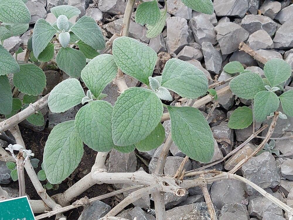 Coleus argentatus — search result for 'Coleus'