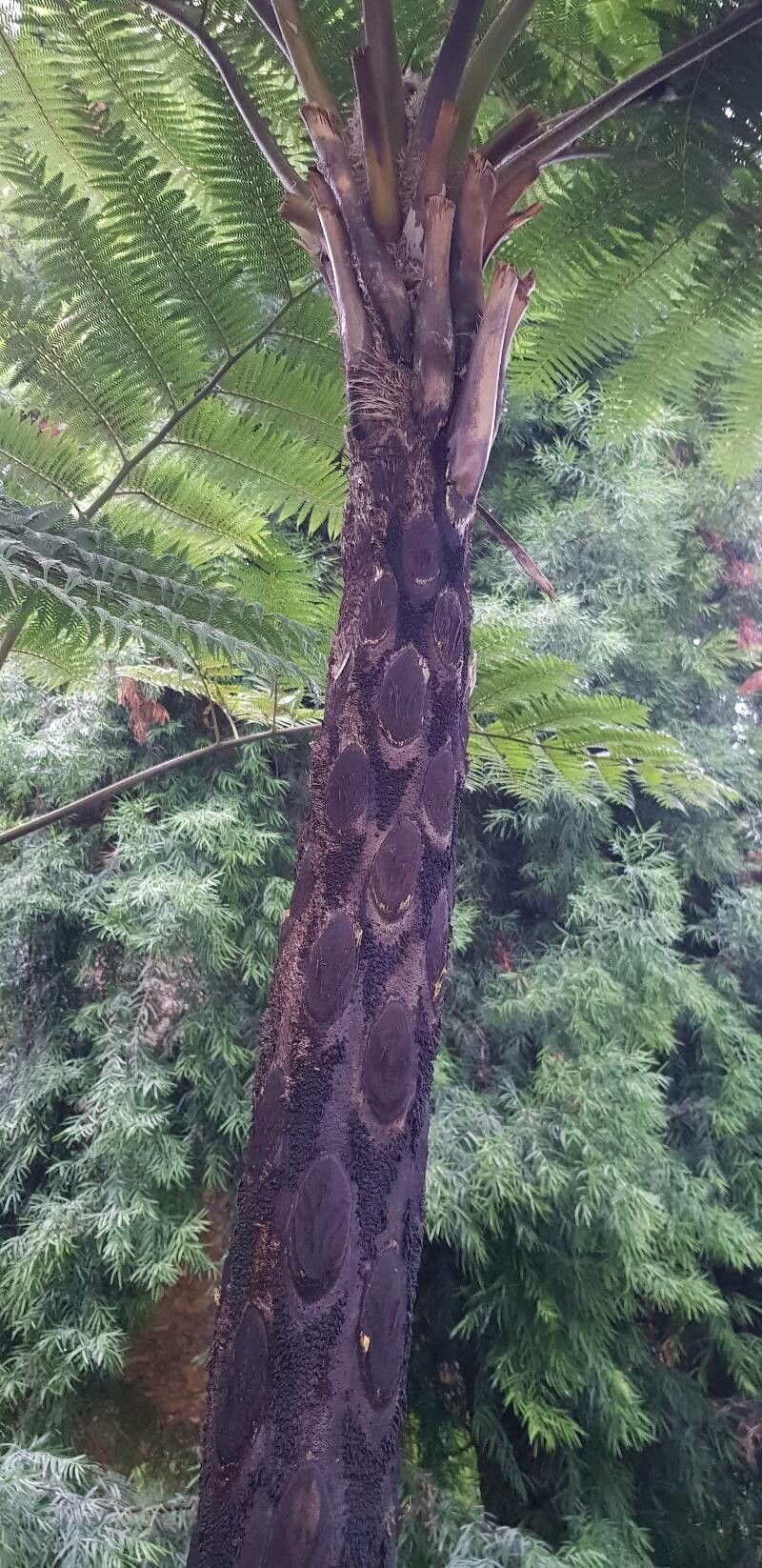 Sphaeropteris robusta bark