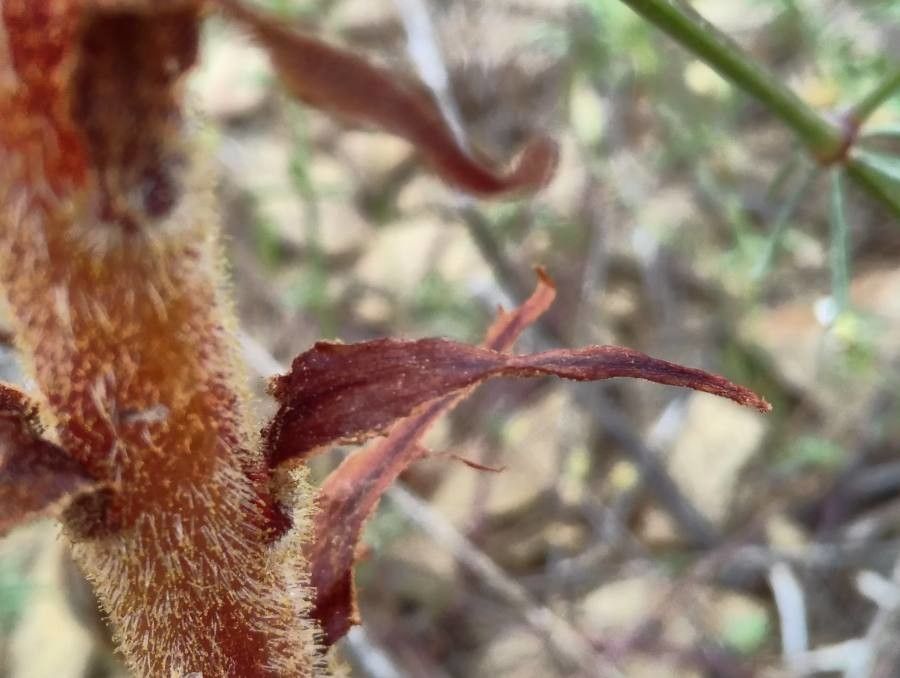 Orobanche gracilis leaf