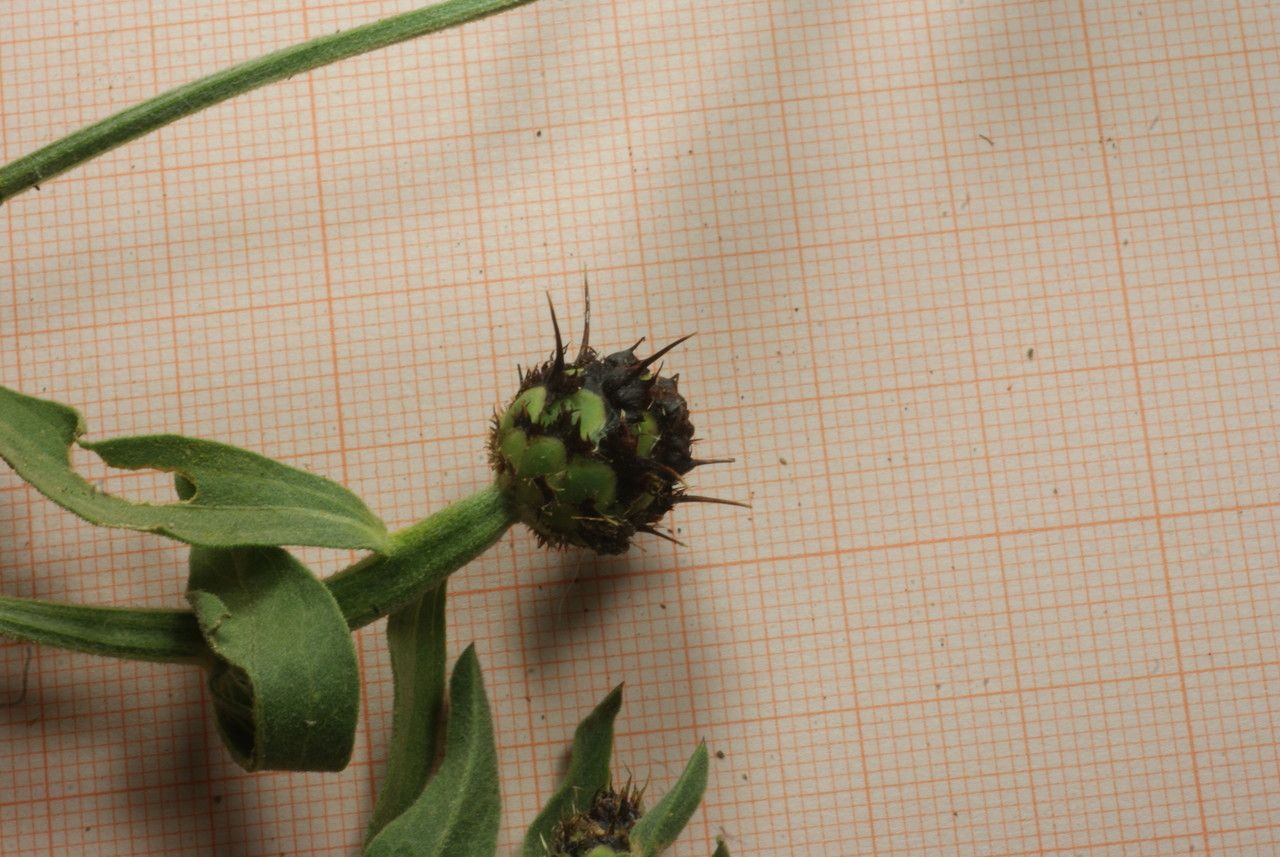 Centaurea sicula fruit