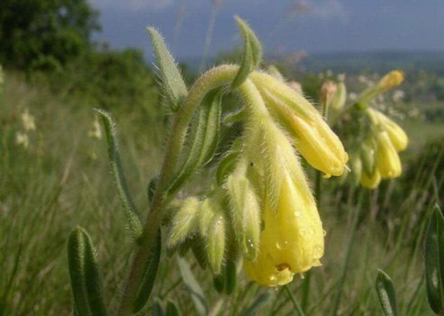 Onosma viridis flower
