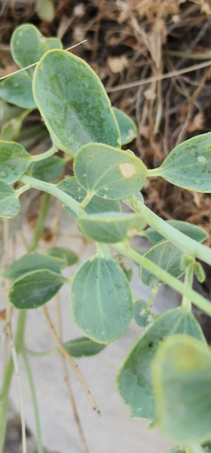 Cleome oxypetala — houseplant care guide