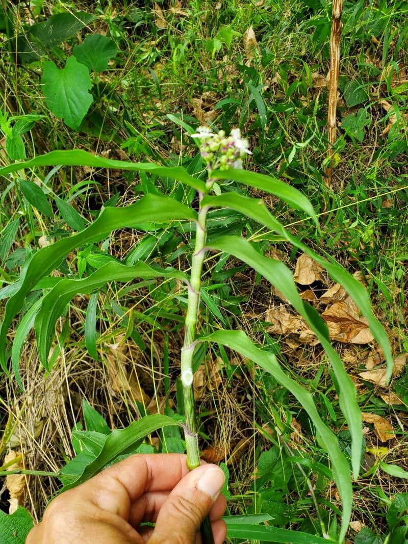 Callisia serrulata leaf