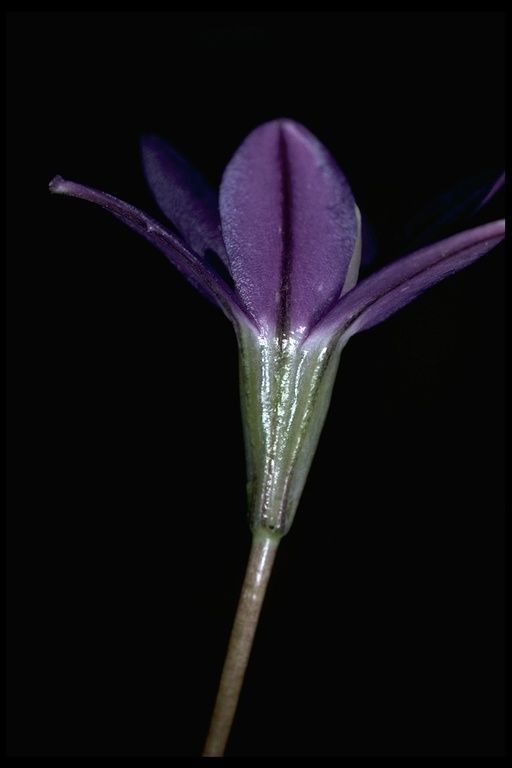 Brodiaea stellaris — houseplant care guide
