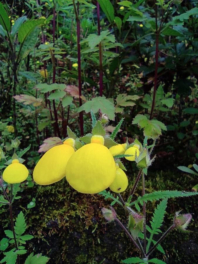 Calceolaria tripartita flower