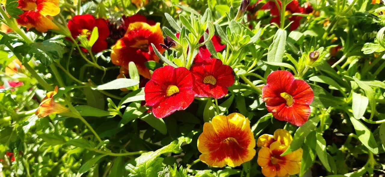 Anchusa officinalis x Anchusa undulata subsp. hybrida leaf