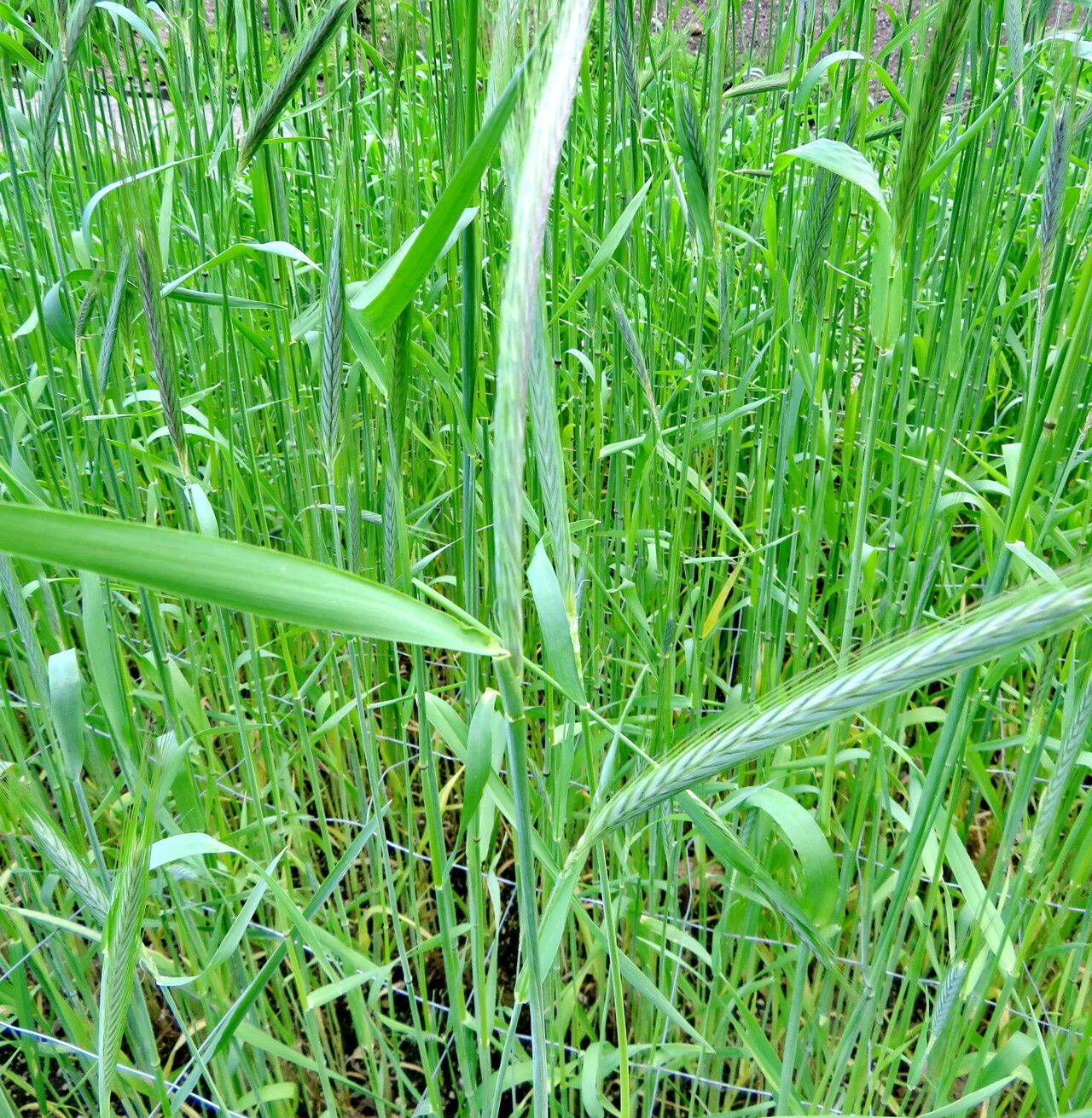 Secale vavilovii — related species from the same genus