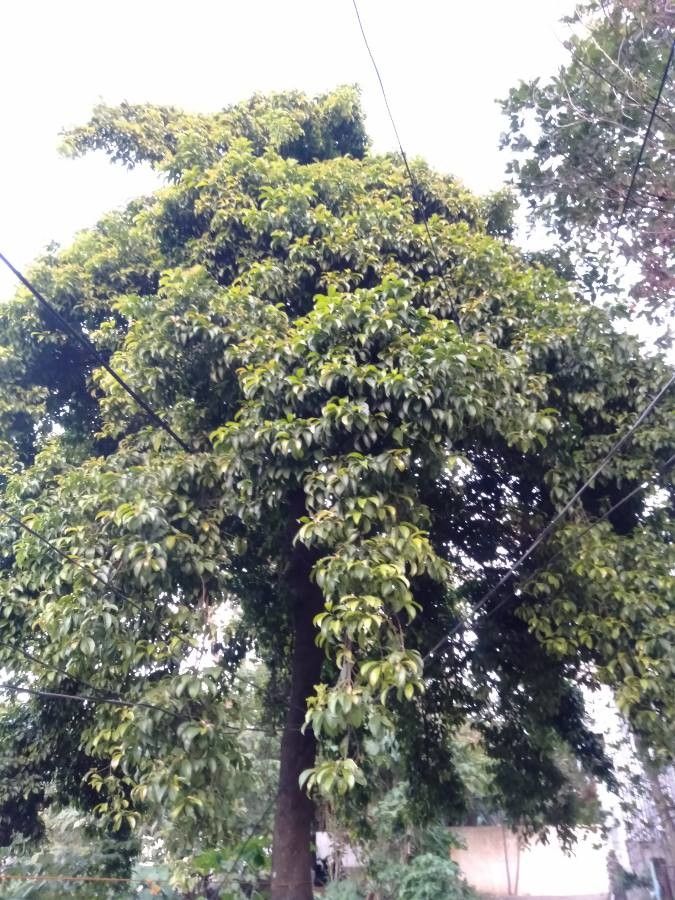 Garcinia binucao habit