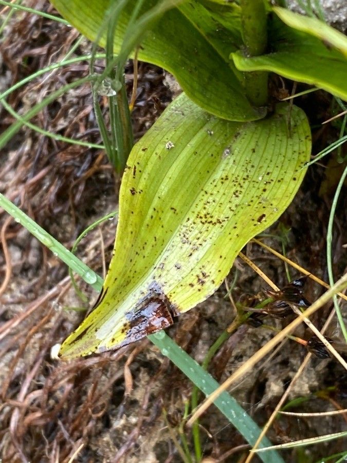 Epipactis palustris — search result for 'Epipactis'