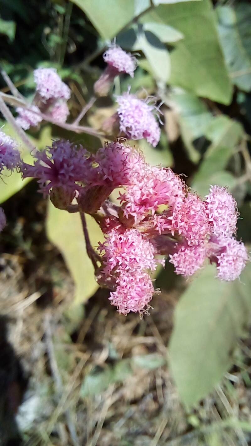 Ayapana amygdalina flower