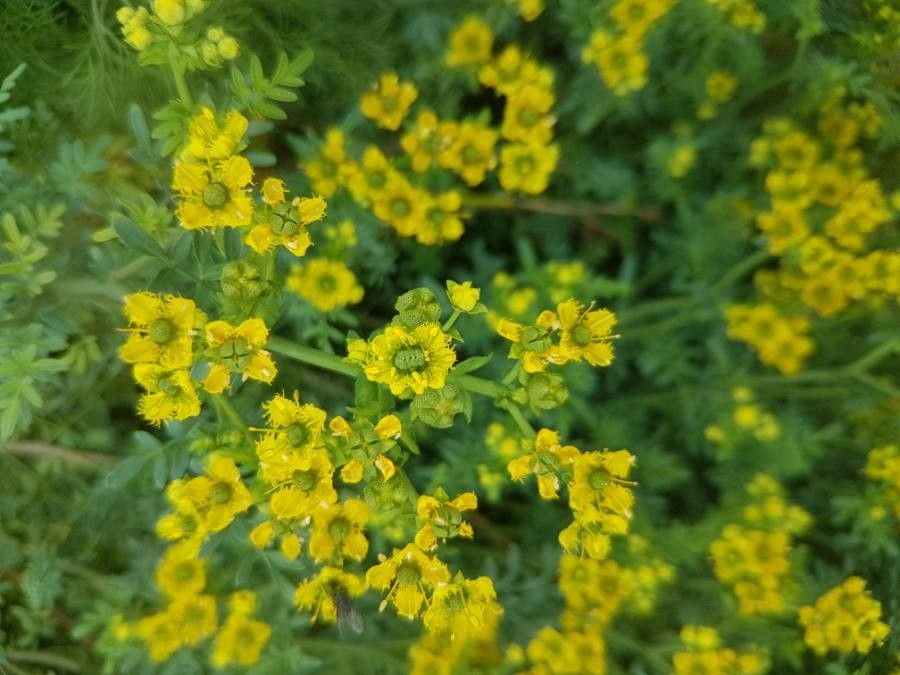 Ruta chalepensis flower