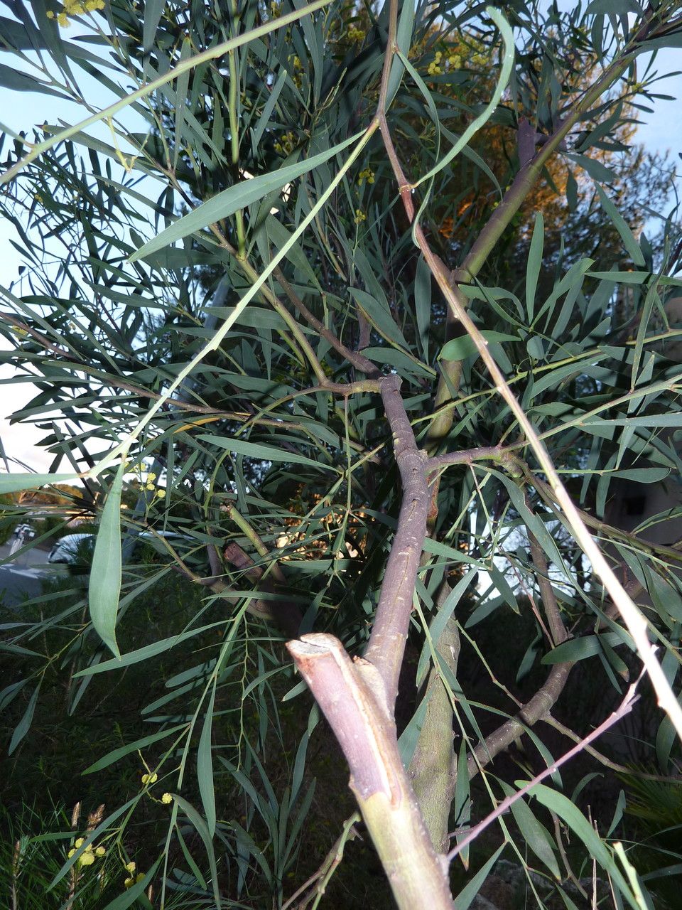 Acacia confluens bark