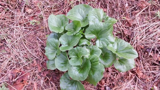 Asarum hartwegii habit