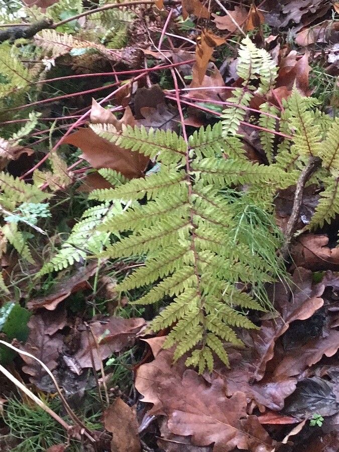Anisocampium niponicum leaf