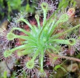 Drosera allantostigma