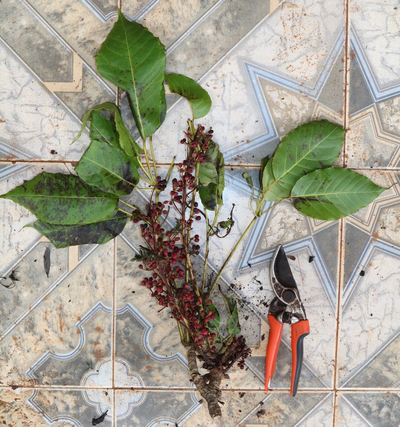 Astropanax abyssinicus habit