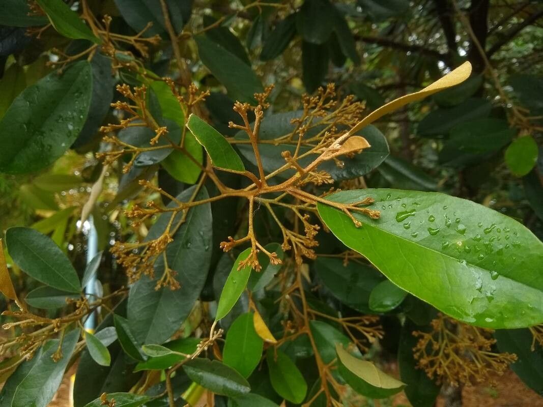 Quadrella odoratissima — related species from the same genus