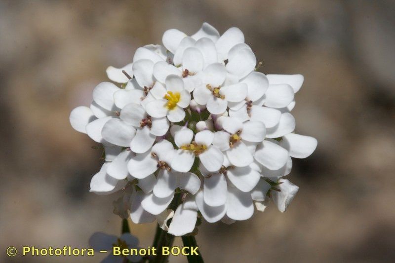 Iberis nazarita — search result for 'Iberis'