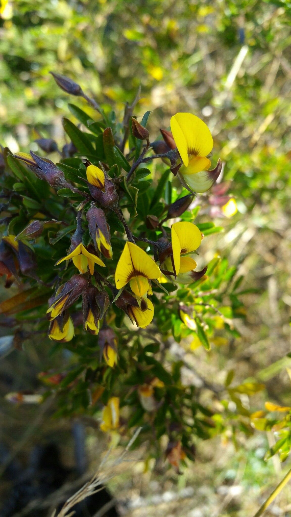 Crotalaria ibityensis — houseplant care guide