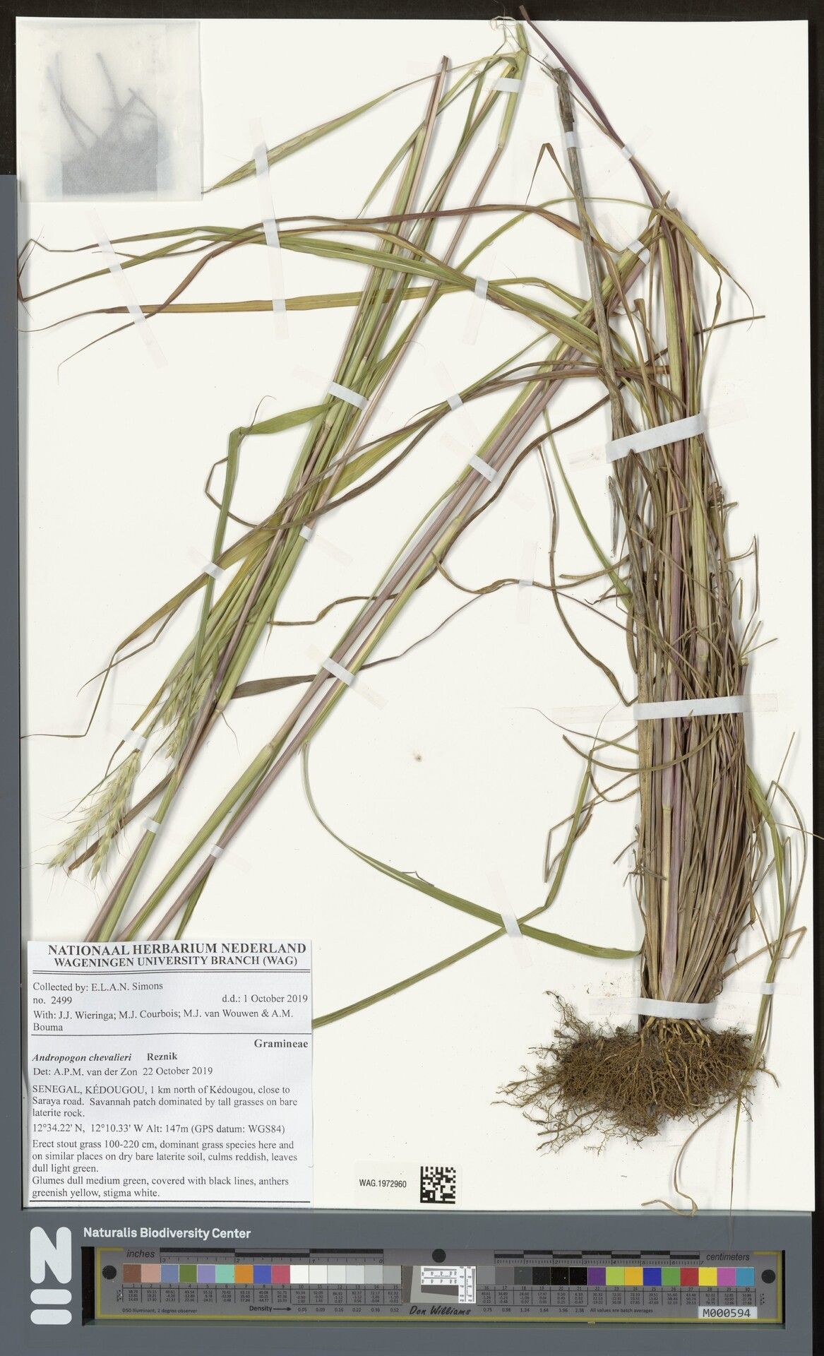 Andropogon chevalieri — search result for 'Andropogon'