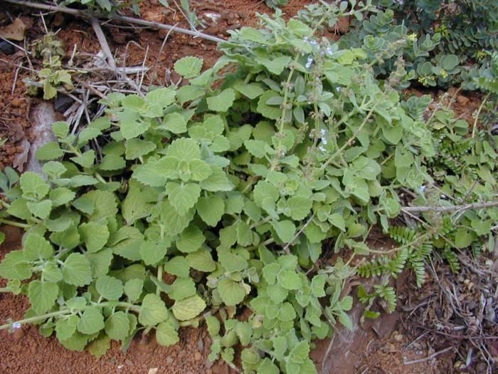 Plectranthus parviflorus habit