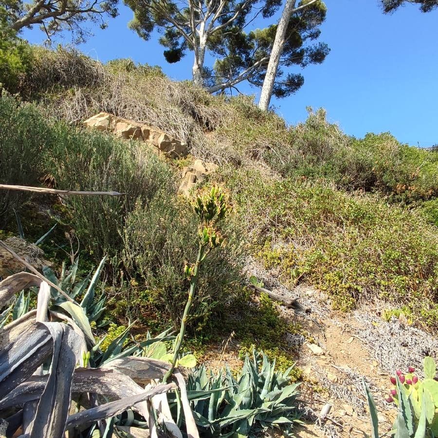 Agave sisalana fruit