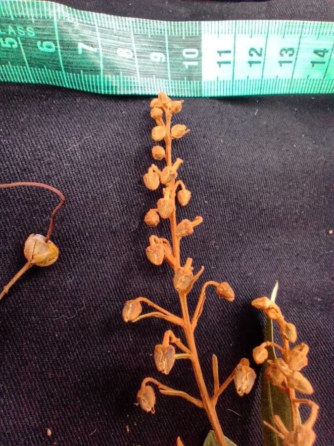 Bejaria aestuans other