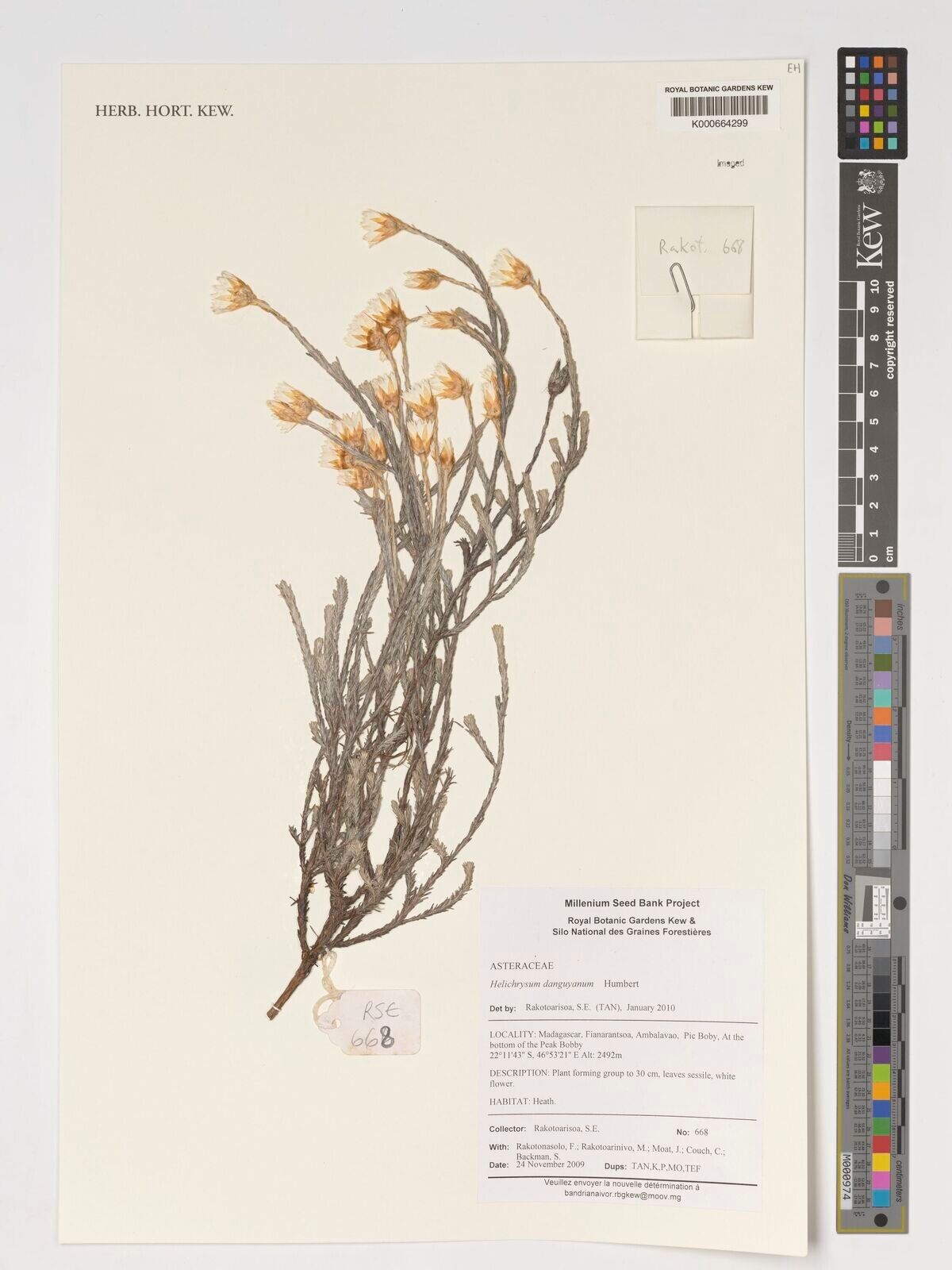 Helichrysum danguyanum — houseplant care guide