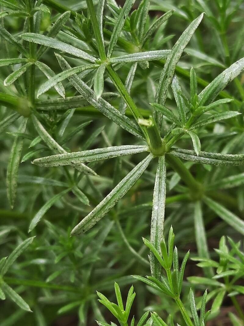 Galium timeroyi leaf