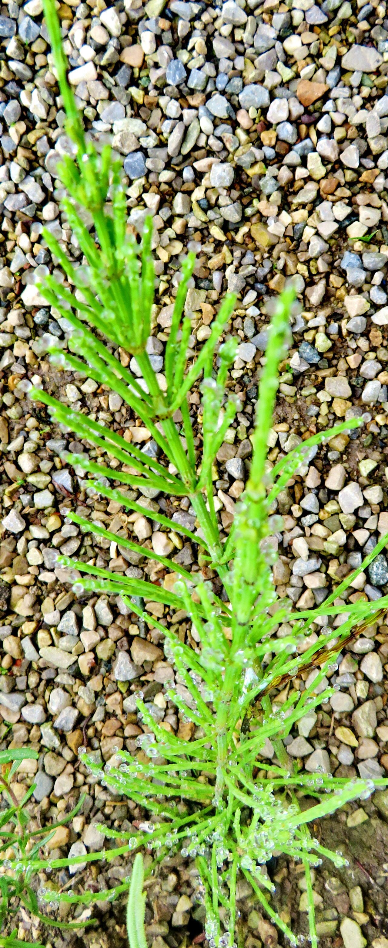 Veronica multifida leaf