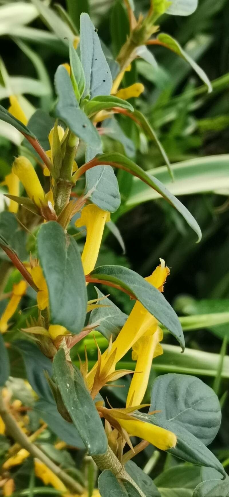 Columnea angustata habit