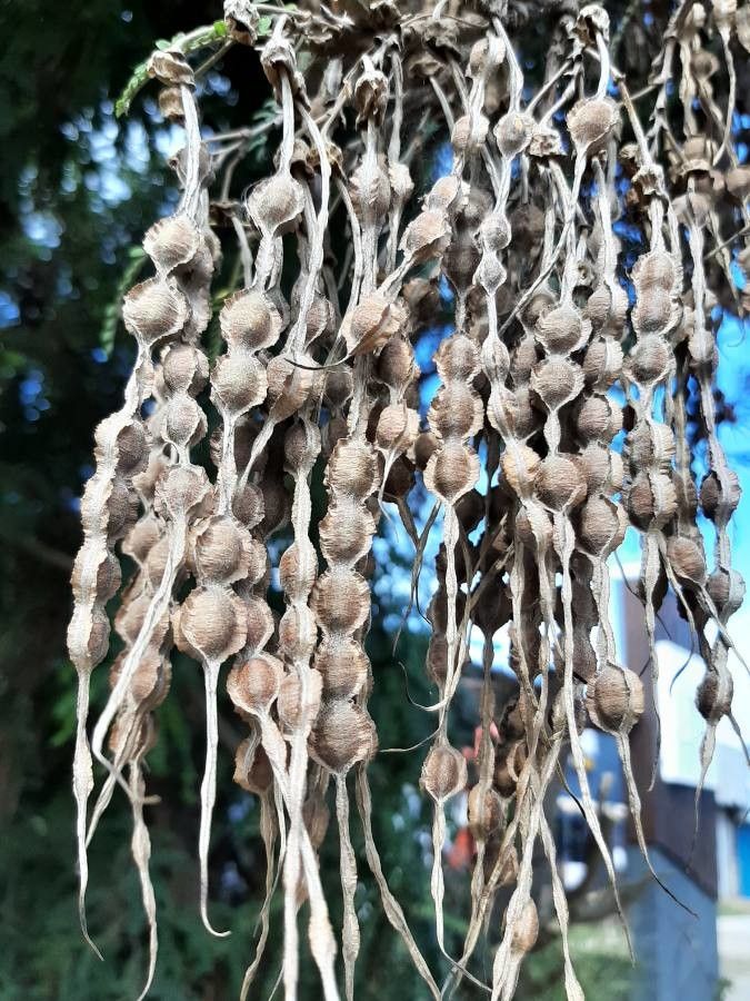 Sophora microphylla fruit